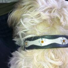 For your Pet